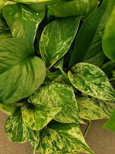 Marble Queen Pothos Vine Houseplant – Variegated Epipremnum Aureum Indoor Plant for Low Light Spaces