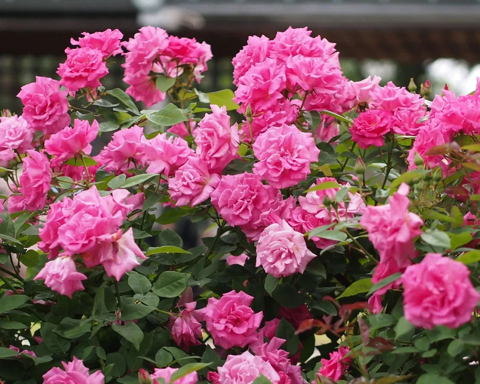 Zephirine Drouhin Rose Cuttings, 5 Live Unrooted Rose Cuttings for Propagation