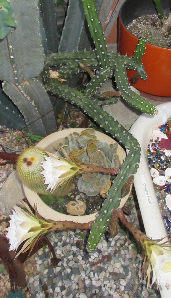 Harrisia Jusbertii Snake Cactus 8 Inch Cutting, Dusk Blooming Rare Cactus Plant for Propagation