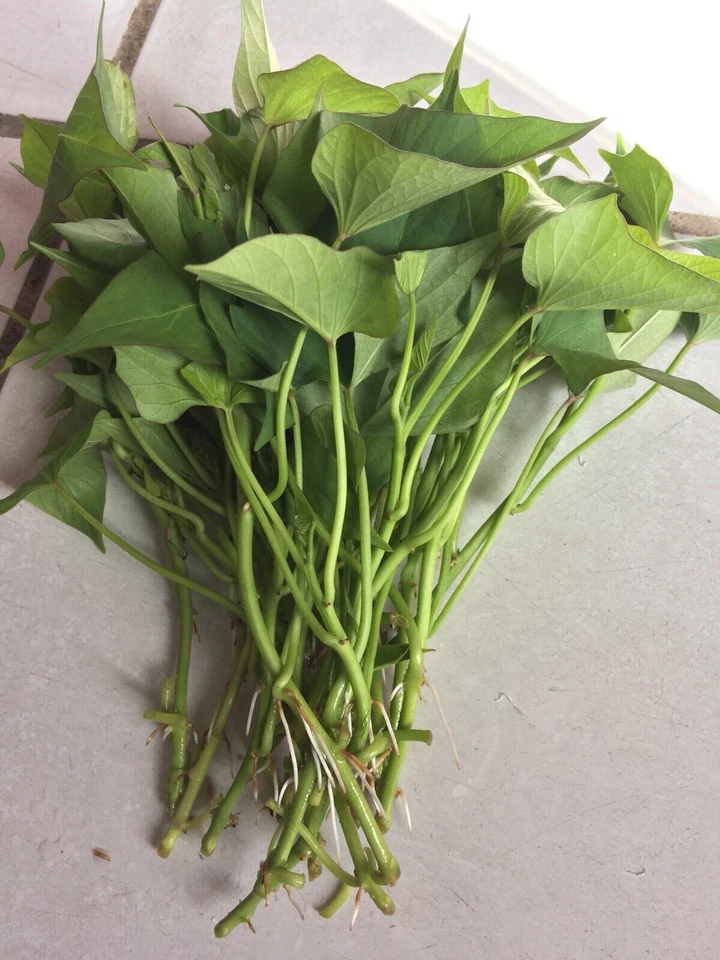 Okinawa Purple Sweet Potato Slips – 10 Live Unrooted Ipomoea Batatas Cuttings for Planting