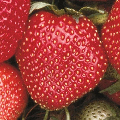 Sparkle Junebearing Strawberry Plants - Lot of 25 Bareroot - Heirloom Quality (Fairfax x Aberdeen) - Excellent for Freezing