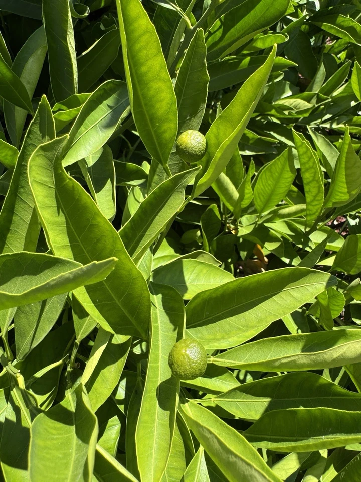 Owari Satsuma Mandarin Cuttings – 6 Unrooted Citrus Unshiu Cuttings, Cold-Tolerant Satsuma Orange Tree for Propagation