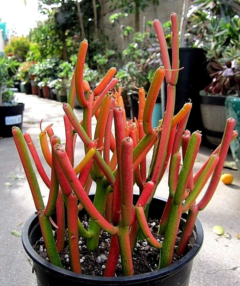 Fire Sticks Pencil Cactus Cuttings – 10 Fresh Euphorbia Tirucalli Cuttings, Succulent Shrub for Propagation