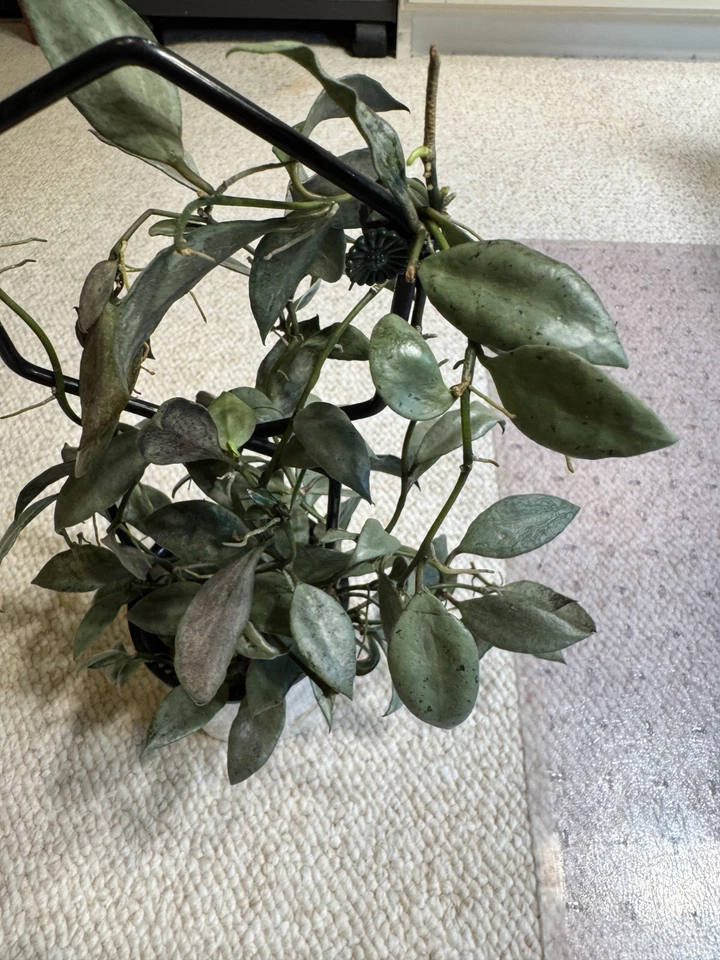 Hoya Lacunosa Louisa’s Silver Cutting Two Node Unrooted Live Hoya Houseplant for Propagation