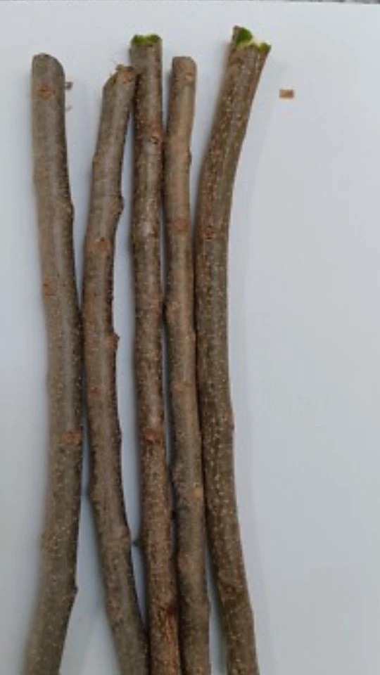 Hog Plum Cuttings – 5 Fresh Jamaican Red Coat Plum Cuttings up to 9 Inches Long, Spondias purpurea