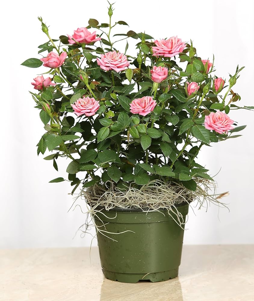 Miniature Pink Rose Bush Live Starter Plant 2 Inch Pot Compact Flowering Shrub