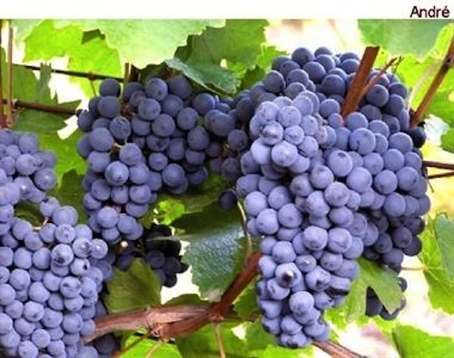 Andre Blue Grape Vine Cuttings – 30 Fresh Green Cold-Hardy Vitis Cuttings for Propagation