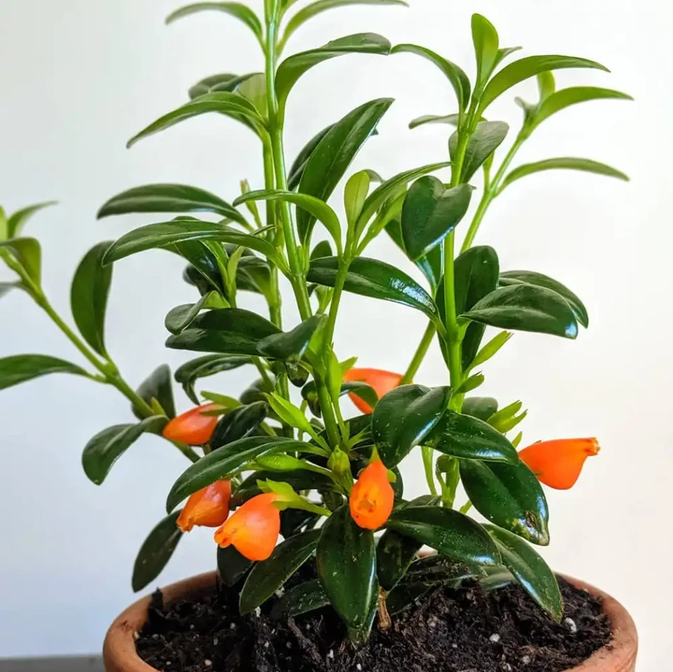 Goldfish Plant Live Potted Plant – Columnea Nematanthus Tropical Flowering Houseplant in 4 Inch Pot