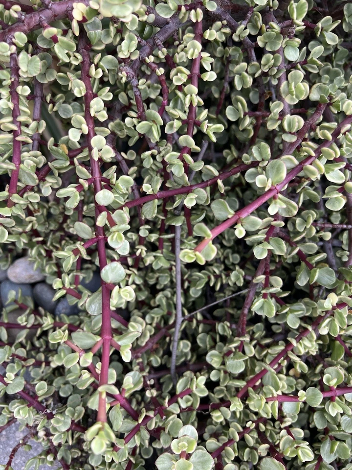 Portulacaria afra Variegata – 12 Fresh Cuttings, Variegated Elephant Bush Rainbow Succulent for Propagation