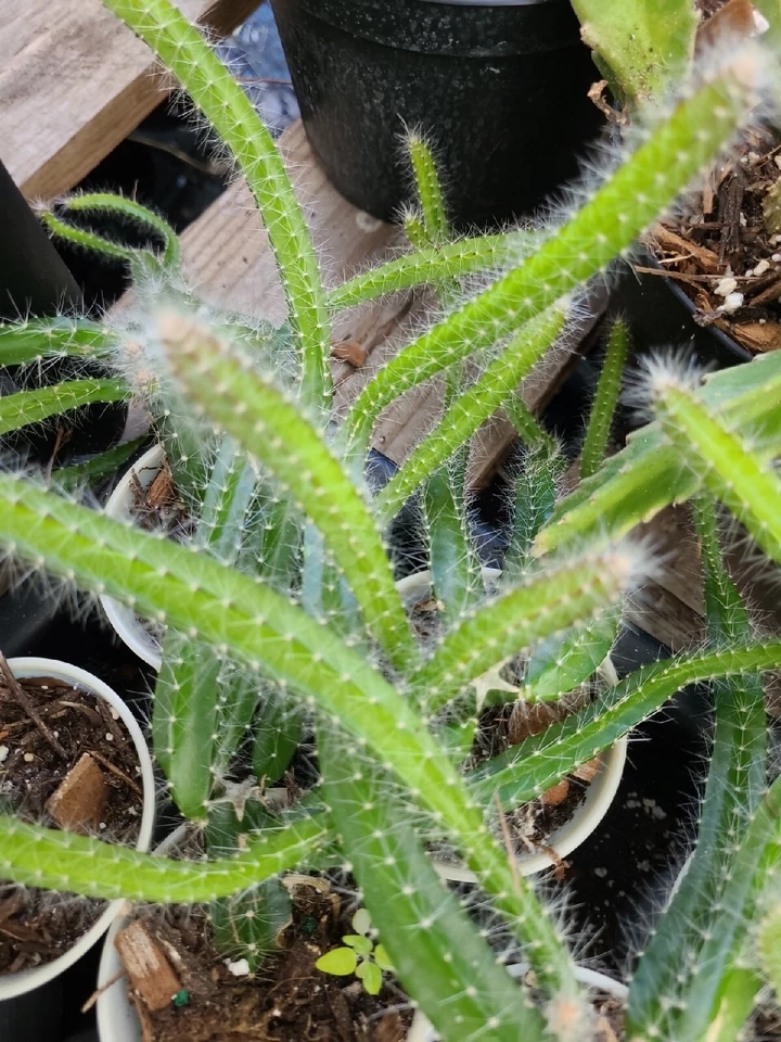 Selenicereus Testudo Dog Tail Medusa Cactus Cuttings Set of 4 Trailing Succulent for Propagation