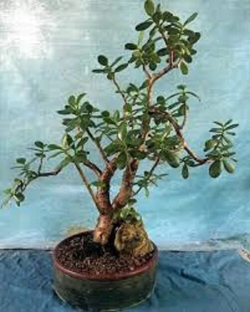 Crosby’s Compact Jade Plant – Crassula Ovata Live Succulent, Large Specimen with 17–24 Inch Growth