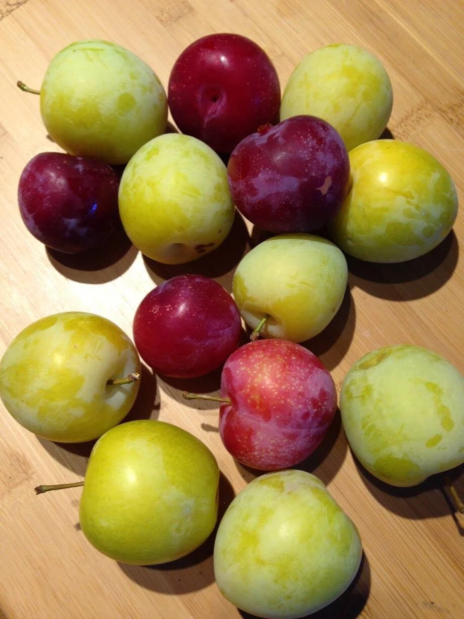 Japanese Plum Cuttings Red And Yellow Varieties Prunus Salicina 4 Unrooted Cuttings