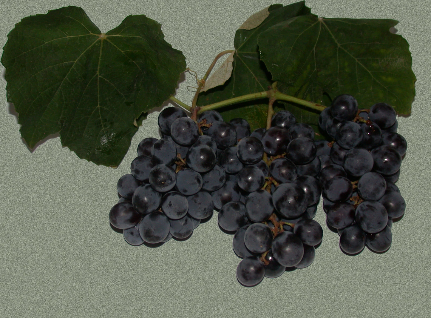 Isabella Grape Vine Cuttings – 10 Fresh Green Vitis labrusca Cuttings for Propagation