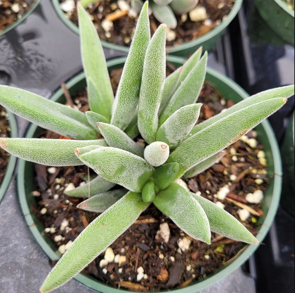 Crassula Mesembryanthemoides ‘Tenelli’ Succulent – 2 Inch Live Plant – Soft Fuzzy Foliage Garden Plant