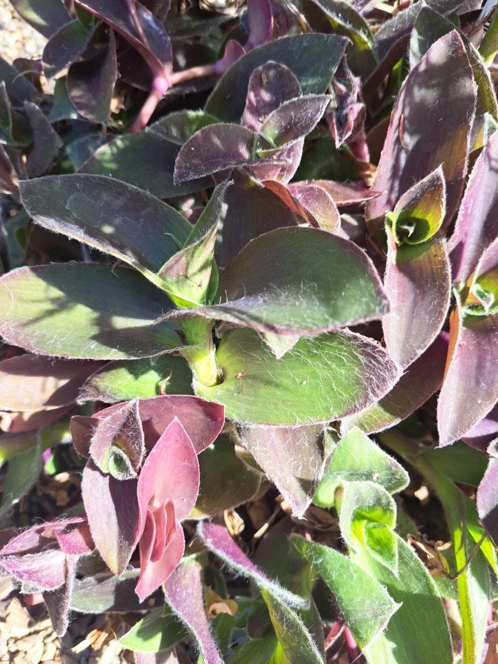 Purple Queen Tradescantia Pallida Succulent Cuttings Set of 10 Fuzzy Purple Heart Plant