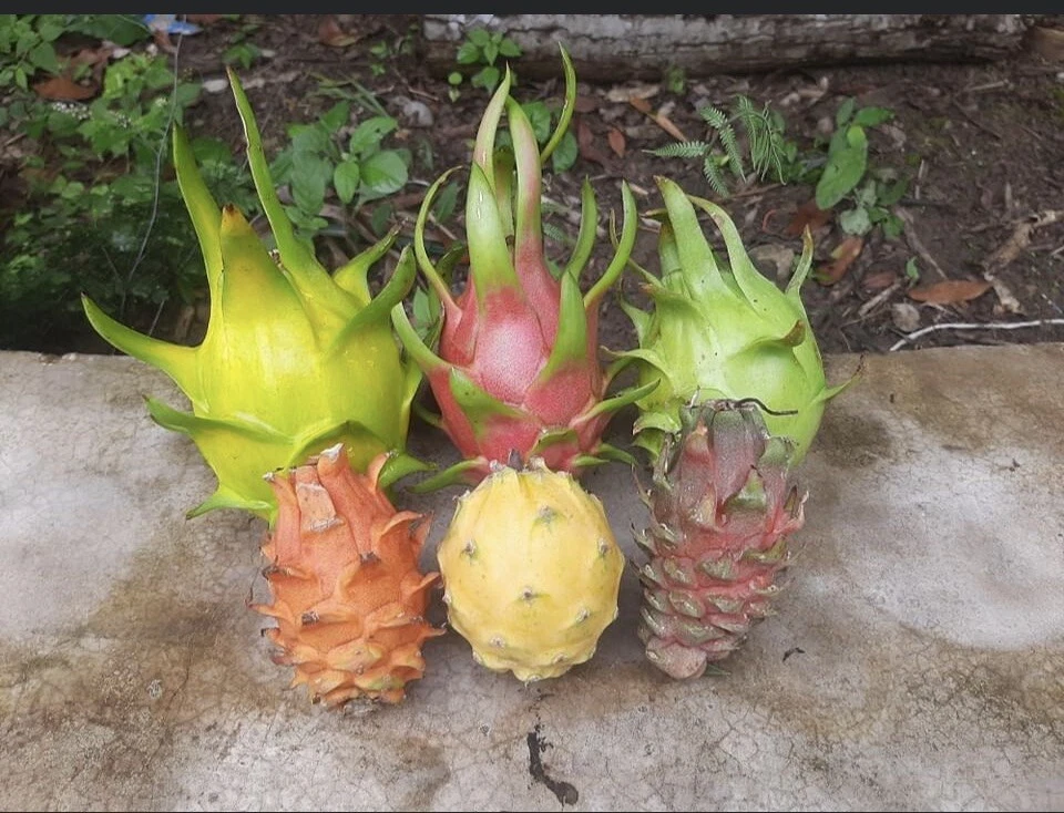 Dragon Fruit Asunta Cuttings for Planting – 6 Unrooted Pitaya Stems, 10–14 Inch Climbing Cactus