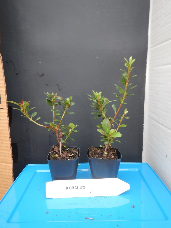 Azalea ‘Kobai 2’ Deciduous Starter Plant – Rhododendron Shrub with Bi-Color Flowers