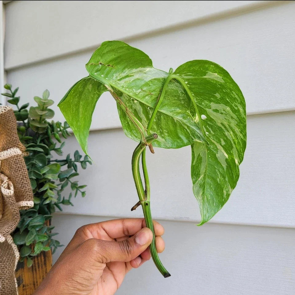 Rare Epipremnum Pinnatum Variegated Albo Cutting – Live Rooted Plant | Variegated Aroid Houseplant | Pinnatum Albo Rooted Cutting