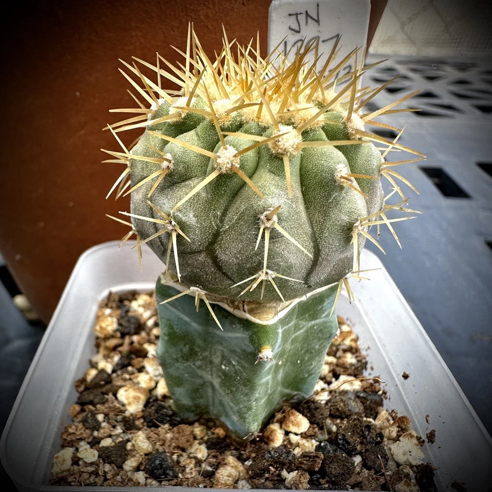 Myrtillocactus Geometrizans Seeds – Blue Candle Cactus, 25 Seeds for Grafting Stock and Home Growing