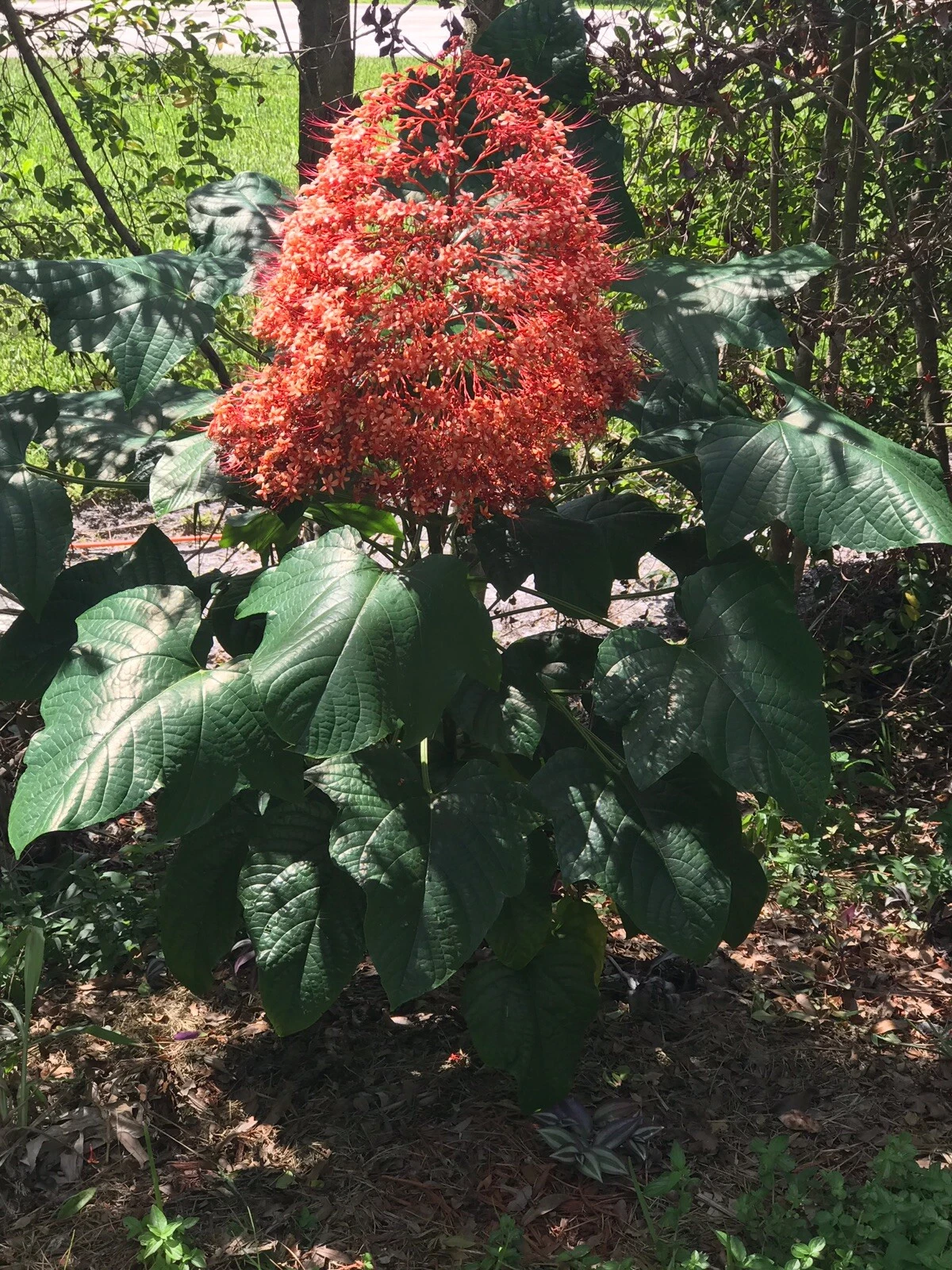 Clerodendrum paniculatum Cuttings – 6 Orange Pagoda Flower Stems | Tropical Pagoda Plant Starter | Vibrant Tower Blooms