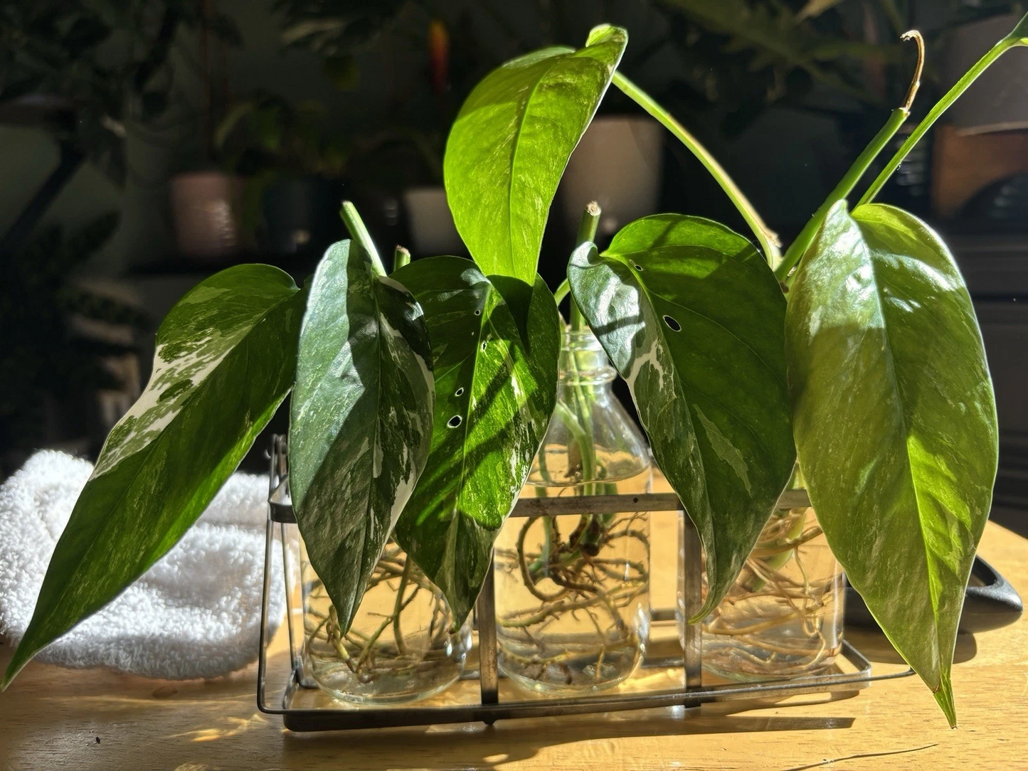 Epipremnum pinnatum Albo Variegated – Fresh Rooted Cutting with 1 Leaf Node – Indoor Aroid Vine for Growing