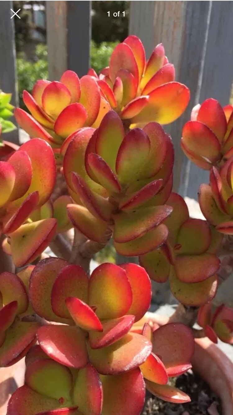 Red Akai Jade Succulent Cutting – Crassula Ovata Unrooted Plant Cutting, Rare Red Foliage Succulent