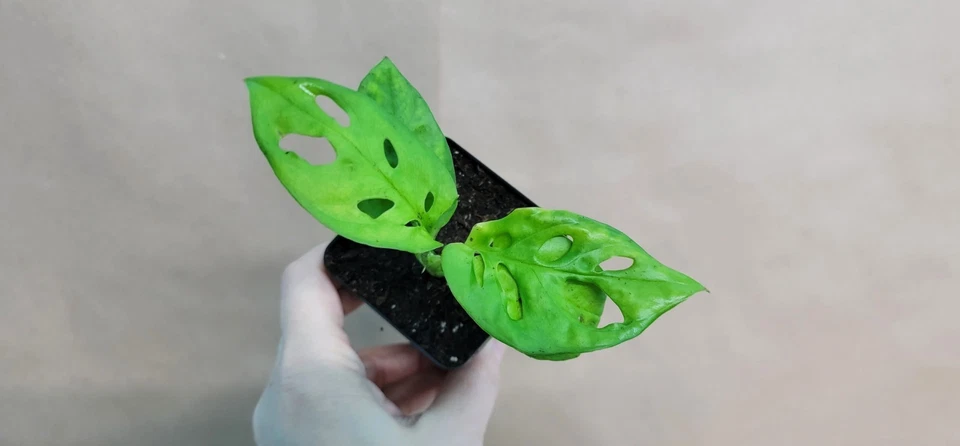 Monstera Adansonii Swiss Cheese Plant Live Houseplant Fully Rooted in 3 Inch Pot