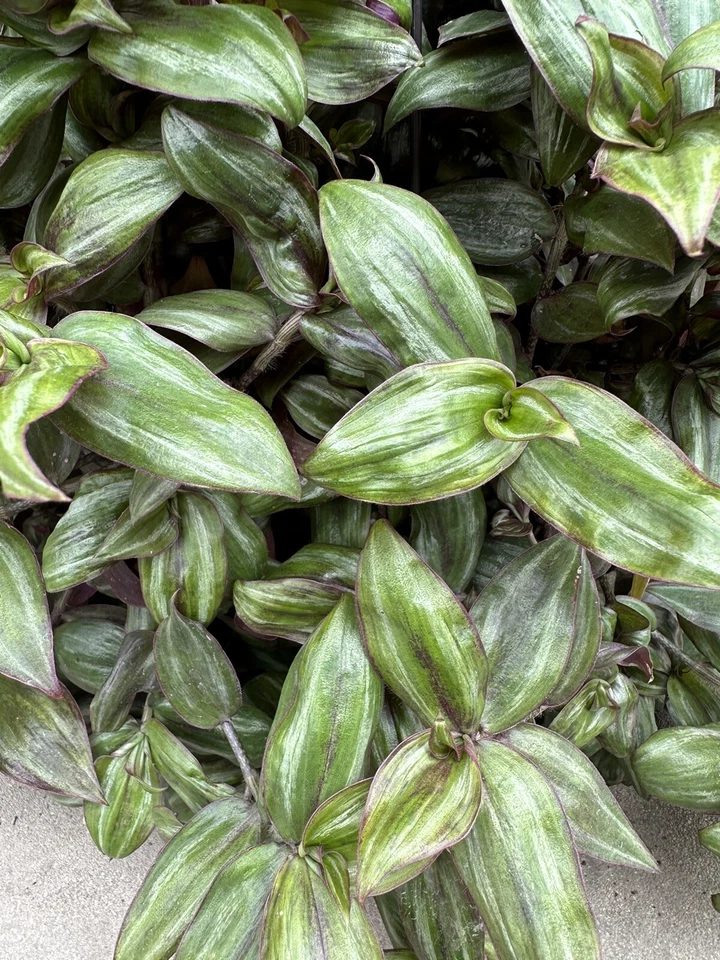 Tradescantia Zebrina ‘Red Gem’ Cuttings – 5 Unrooted ssp. discolor Cuttings, Purple Red Trailing Houseplant