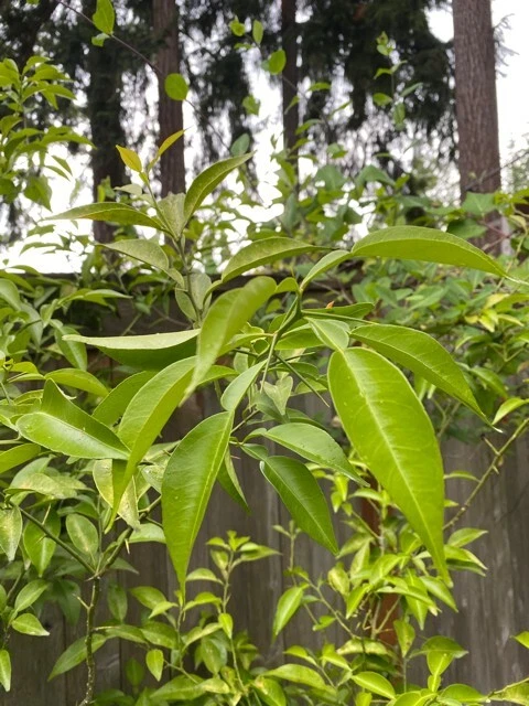 Yuzu Citrus Tree Cuttings Live, 4 Fresh Unrooted Cuttings for Propagation Japanese Citrus Plant