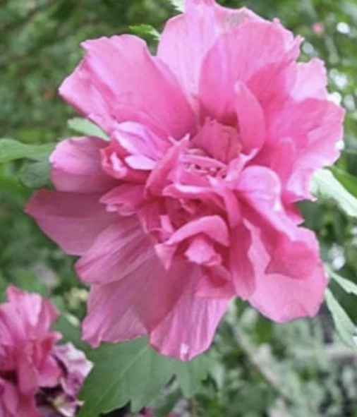 Double Pink Rose of Sharon Cuttings – 3 Hibiscus syriacus Unrooted Althea Shrub Cuttings