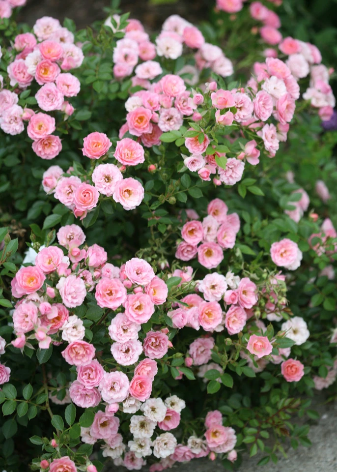 Miniature Rose Cuttings Combo – 2 Live Organic Cuttings Pink and Yellow Rose Plants USA Grown