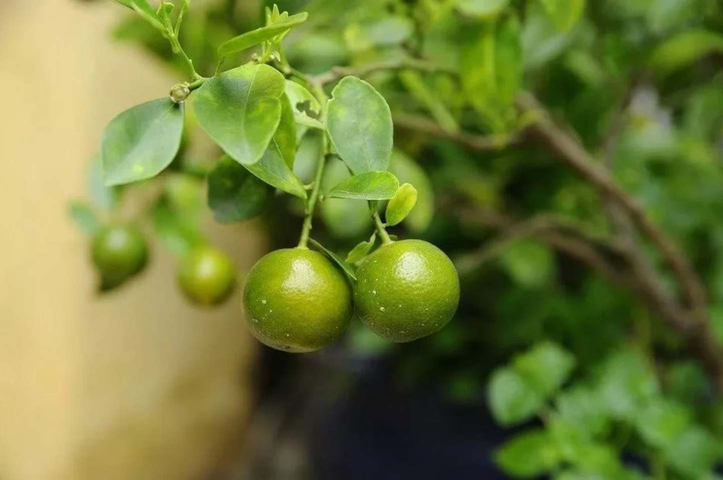 Green Kumquat Cuttings – 3 Live Fortunella Citrus Cuttings for Rooting or Grafting
