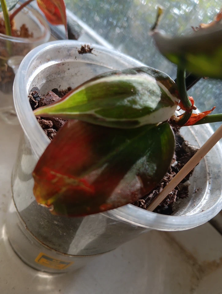 Philodendron Micans Variegated Velvet Halo Cutting – 2 Node Unrooted Aroid Stem, Rare Variegated Trailing Houseplant