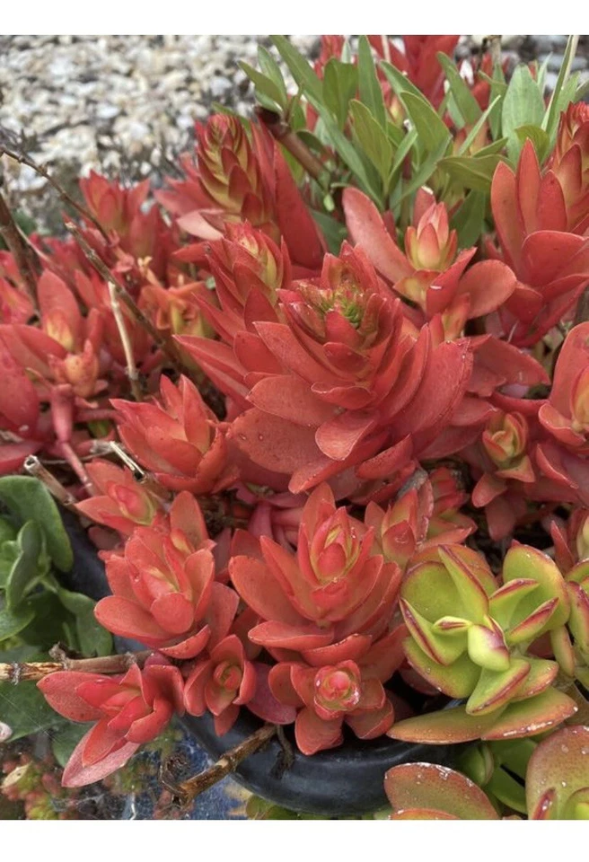 Crassula Capitella Campfire Cuttings for Planting – Hybrid Succulent, 3 Organic Stems, 4–6 Inch Cuttings