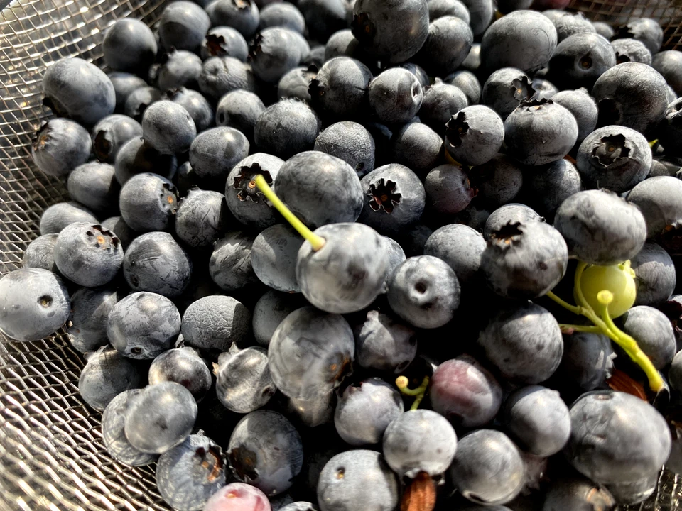 Evergreen Blueberry Plant Cuttings – 4 Unrooted Vaccinium Cuttings – Fruit Shrub with Red Fall Foliage