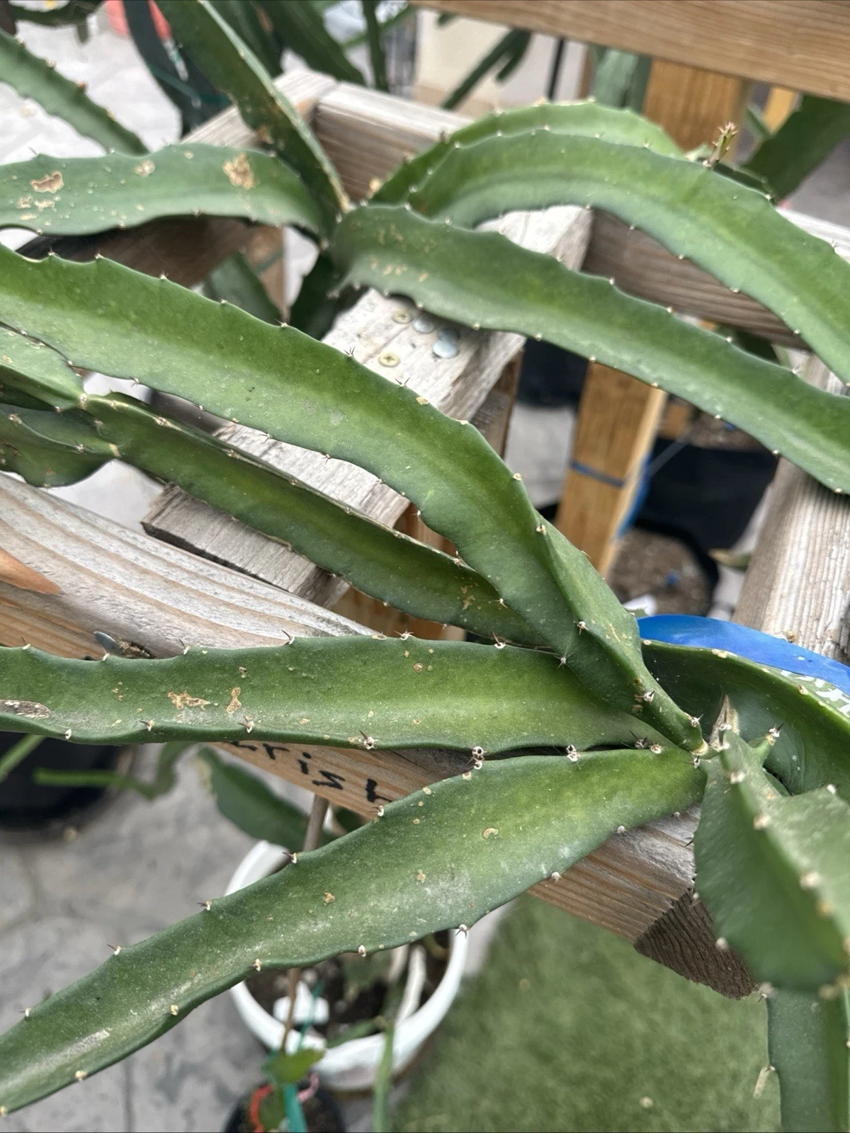 Coco Irish Dragon Fruit Cuttings 8–12 Inch – Fresh Unrooted Pitaya Cuttings for Planting
