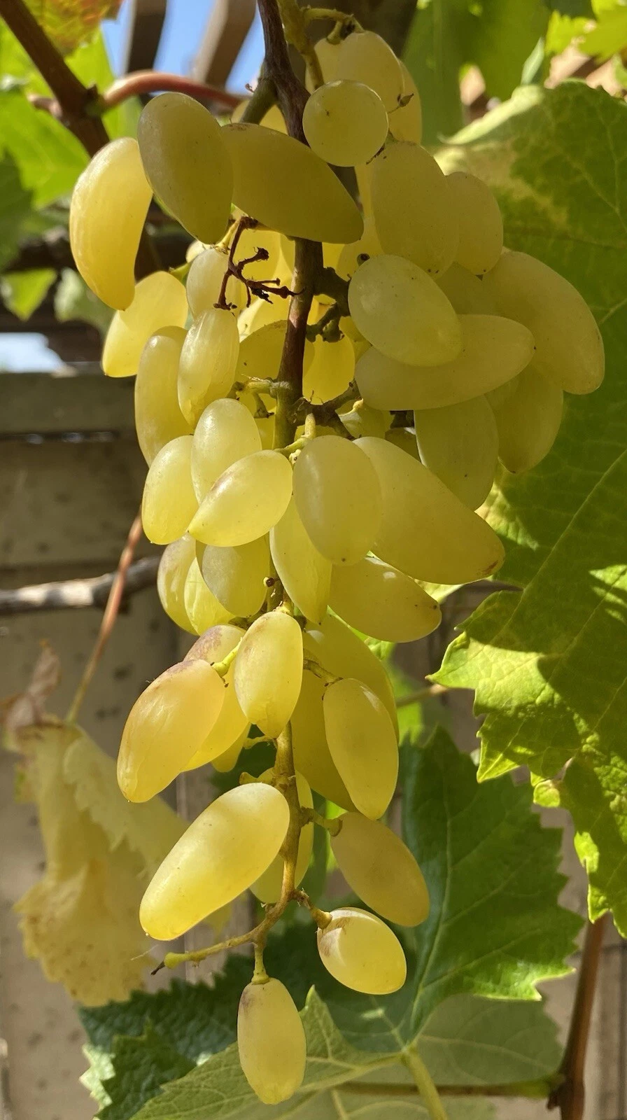 Gold Finger Grape Cuttings Vitis Vinifera 2 Healthy Cuttings 2–3 Nodes For Grafting Or Rooting