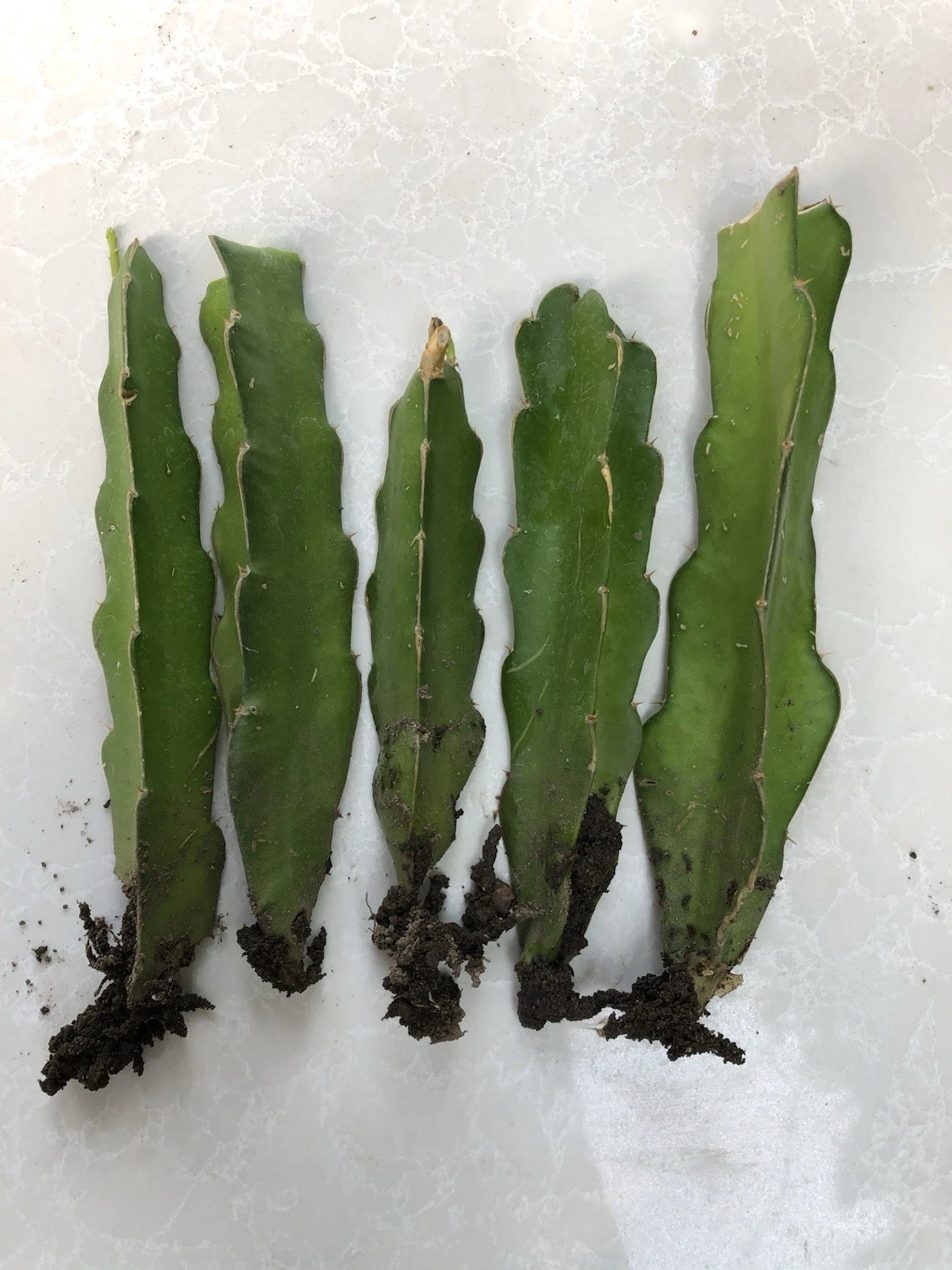 Rooted Dragon Fruit Cuttings – 5 Live Hylocereus Plants Ready to Plant, Tropical Cactus Vine