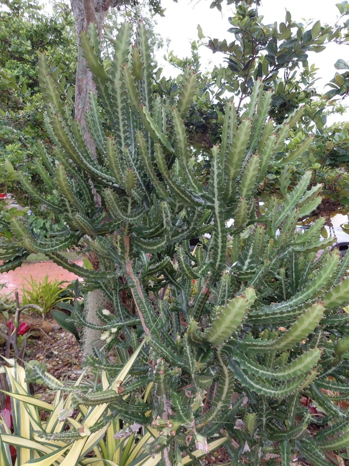 Dragon Bones Cactus Cutting – Large Euphorbia lactea Candelabra Milk Stripe Succulent Cutting