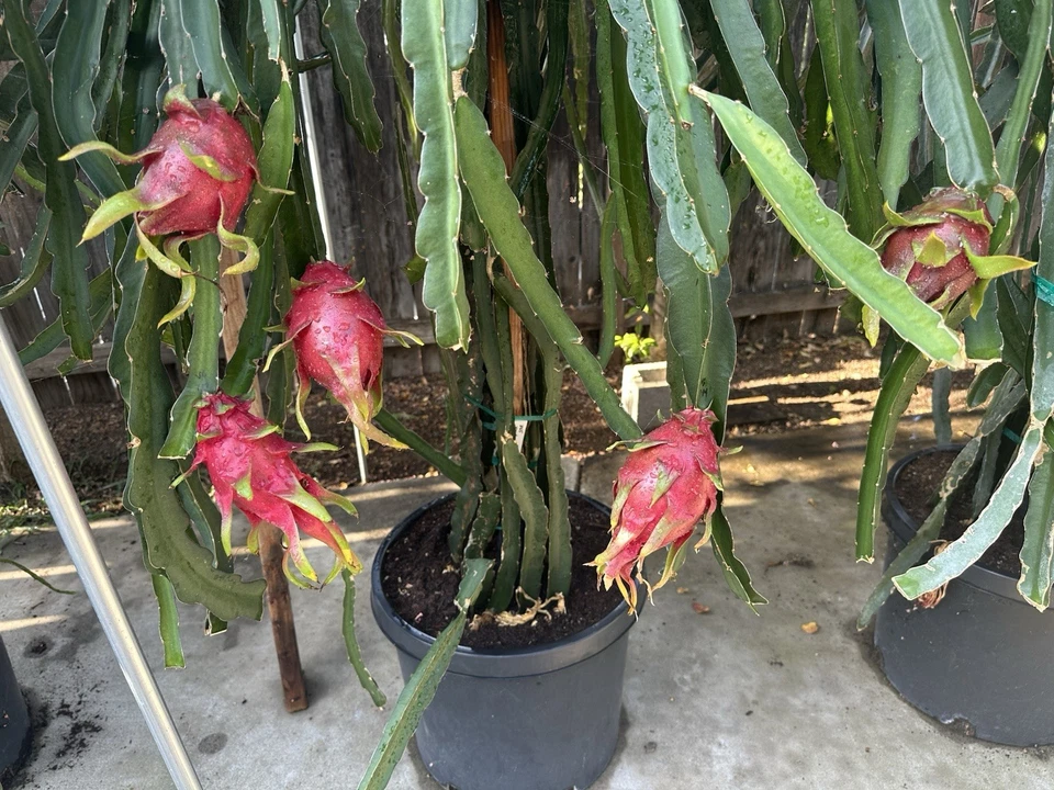Dark Star Dragon Fruit Cuttings – 18–22 Inch Mature Hylocereus Stems, Easy-Rooting Purple Flesh Variety for Home Growing