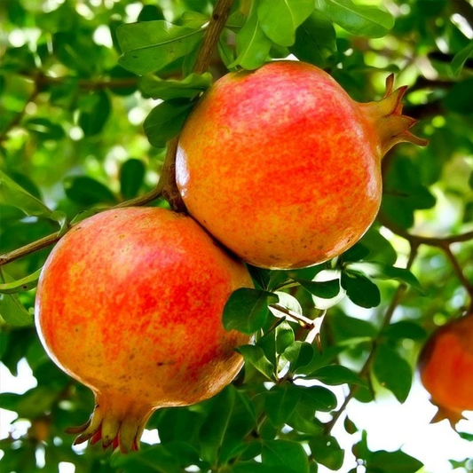 Sirenevyi Pomegranate Cuttings Live Plant, 3 Fresh Cuttings for Rooting or Grafting
