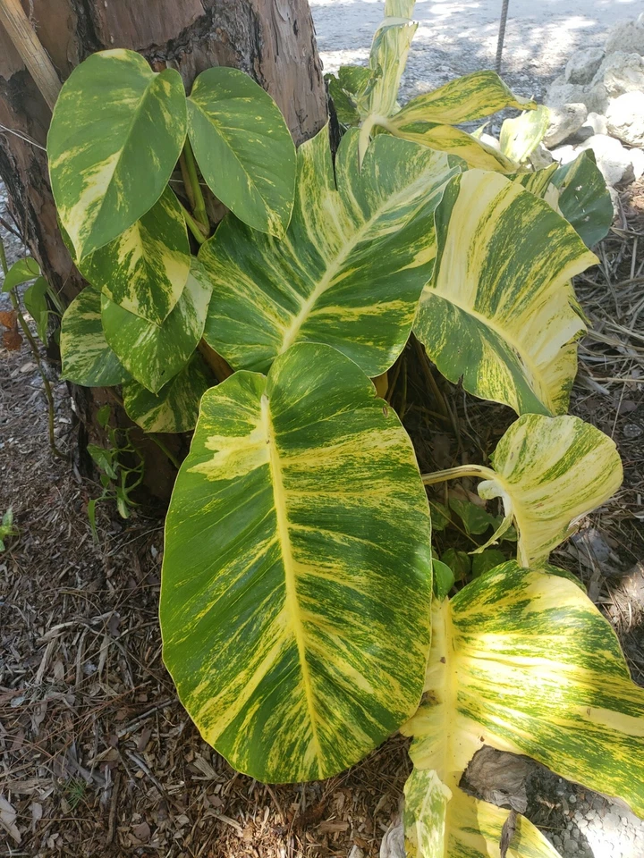 Variegated Golden Pothos Cutting – Hawaiian Epipremnum aureum 3 Node Unrooted Climbing Houseplant