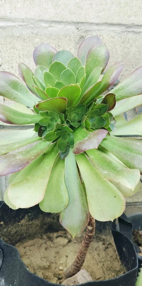 Aeonium Canariense Succulent – 5–6 Inch Large Green Cutting – Live Unrooted Plant Starter