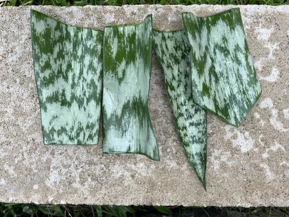 Sansevieria Snake Plant Leaf Cuttings – 9 Live Unrooted Starter Leaves, Dracaena Trifasciata Houseplant