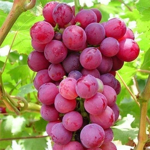 Pink Grape Vine Cuttings – 5 Cold-Hardy Vitis Cuttings for Propagation in Cool Climate Gardens