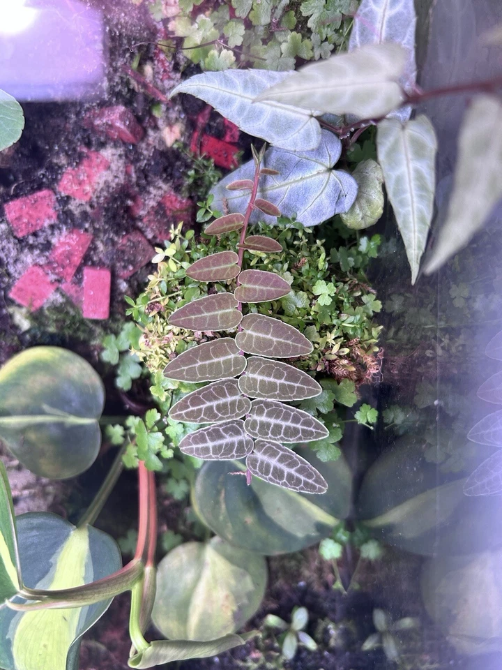 Marcgravia umbellata ‘Red’ Cutting – Rare Terrarium Vine, Creeping Climber, Dart Frog Safe Vivarium Plant