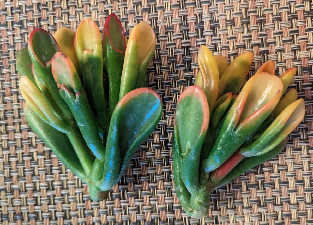 Variegated Gollum Jade Cutting – Crassula ovata ‘Gollum’ 2 Inch Unrooted Succulent Cutting