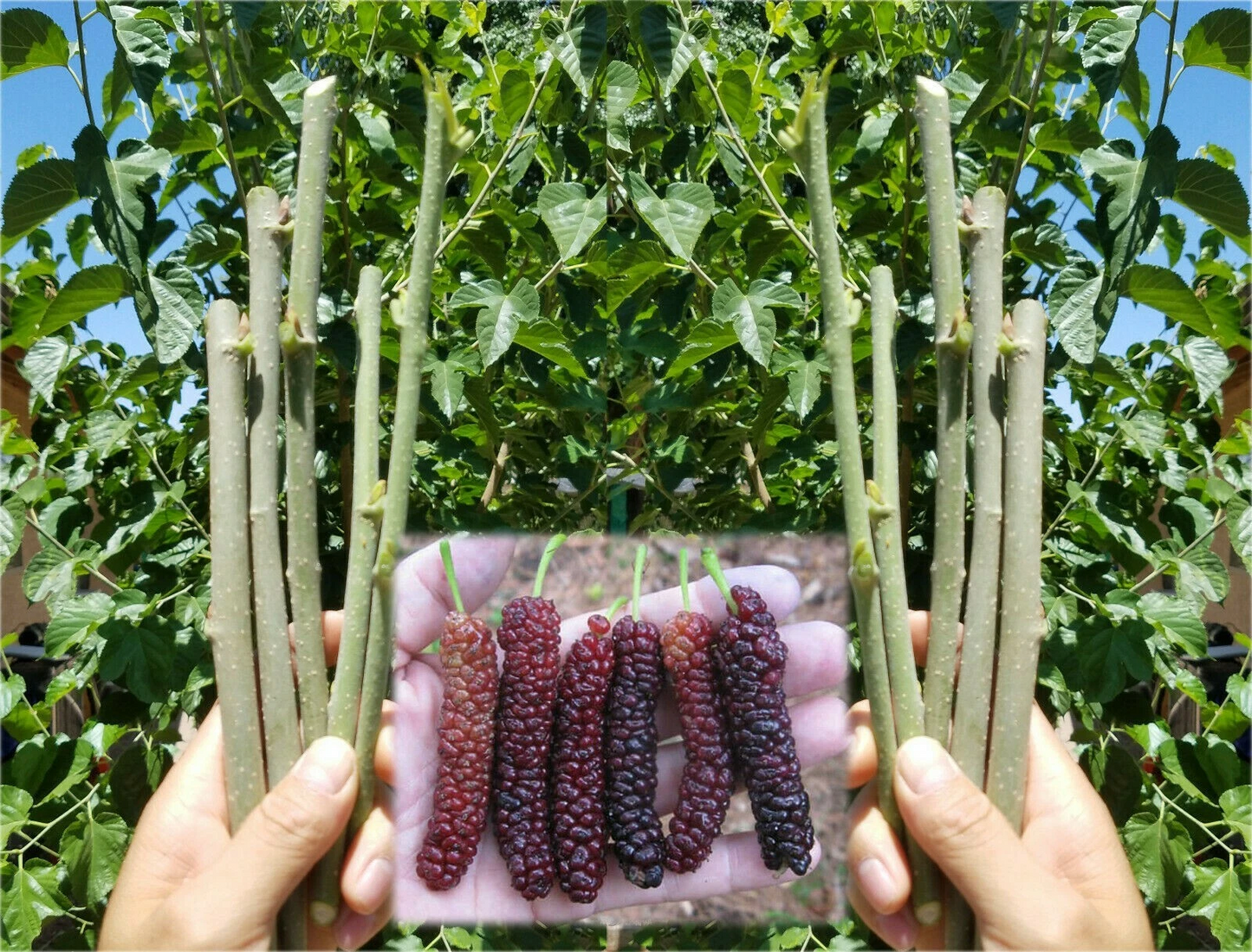 Pakistan Mulberry Live Cuttings – 10 Fresh Organic Mulberry Sticks for Rooting or Grafting, Morus Variety