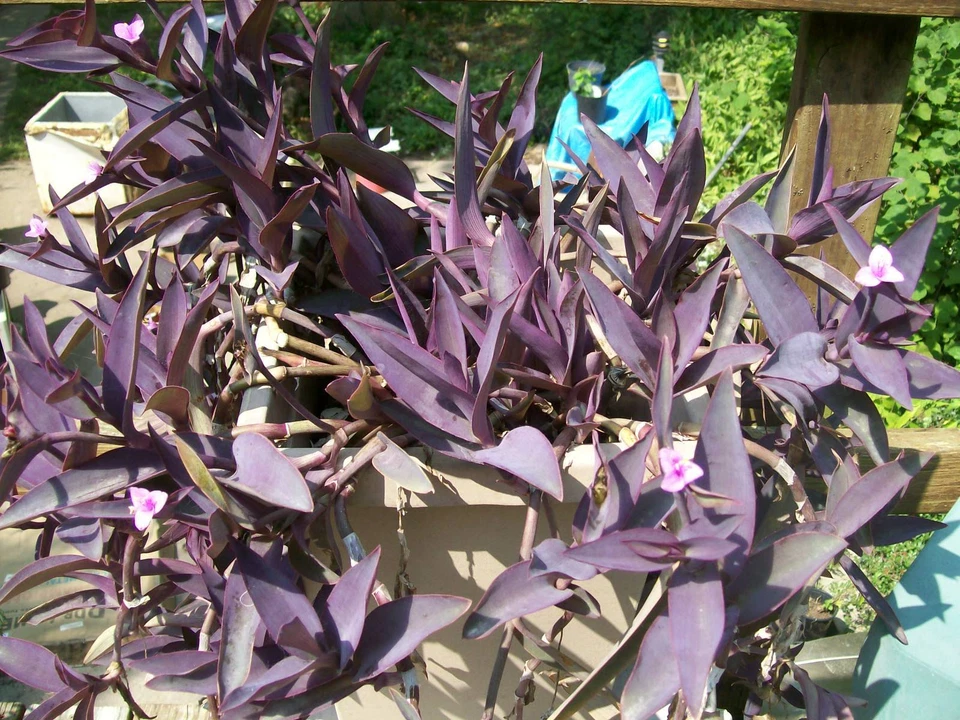 Purple Heart Wandering Jew Plant – Rooted Tradescantia Pallida Live Houseplants, Purple Foliage Trailing Plant