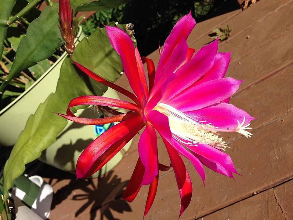 Rosy Swirl Orchid Cactus Cuttings – 2 Epiphyllum Plant Segments for Planting or Propagation